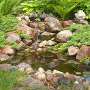 Aquascape DIY Backyard Pond Kit