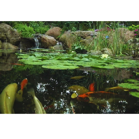 DIY Backyard Pond Kits by Aquascape With Big Fishes And Rocks