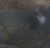 Thumbnail for Kasco AquatiClear Water Circulator Underwater View