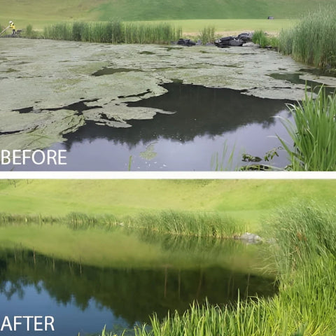 Kasco Marine Pond Probiotics Showing The Before And After Result