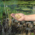 Thumbnail for Kasco Pond Probiotics Close-Up View Of A Hand Holding Quick Dissolving Powder