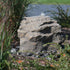Thumbnail for Mini Mountain Spring Stone Garden Fountain Surrounded By Ornamental Plants
