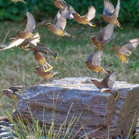 Outdoor Bird Bath Fountain With Group Of Birds Flying