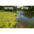 Phosphate Remover for Ponds Before-And-After Comparison Showing Improved Pond Water