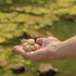 Thumbnail for Pond Probiotics From Kasco Close-Up View Of A Hand Holding Muck Pucks