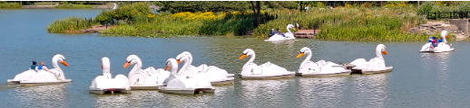 Adventure Glass Swan Platform 4 Person Paddle Boat