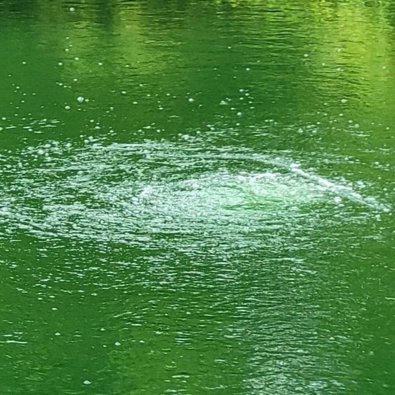 Vanguard Electric Bottom Aeration System Bubbling On The Water Surface