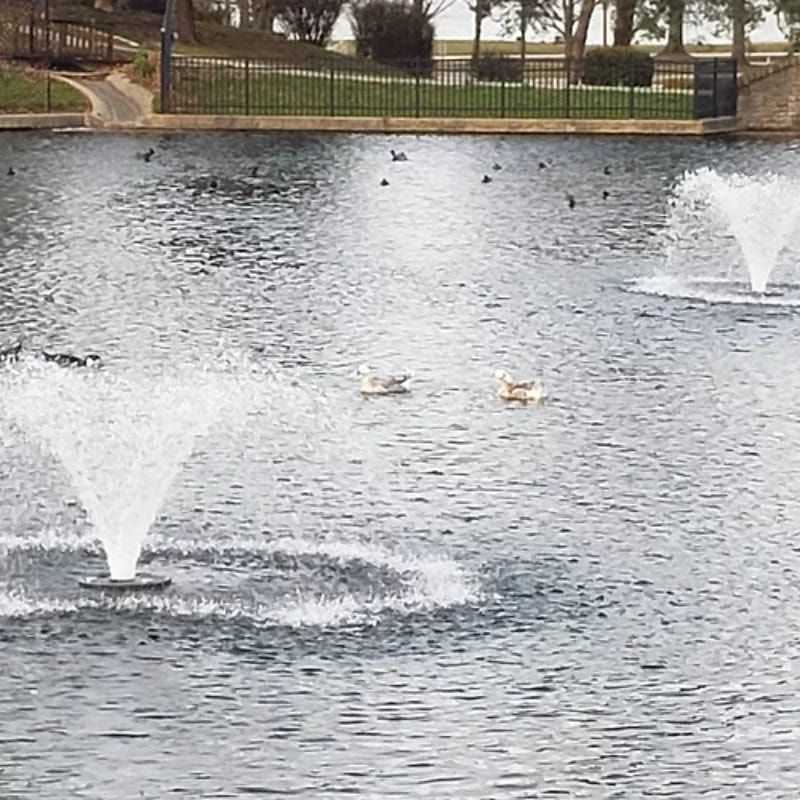 Vanguard Typhoon 3/4 HP Floating Display Aerator On The Water Two Aerators With Trees In The Background