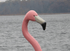 Adventure Glass Big Bird Pink Flamingo platform paddle boat