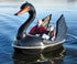 Adventure Glass black Swan Classic paddle boat with wings