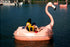 Pink Flamingo Classic paddle boat by Adventure Glass